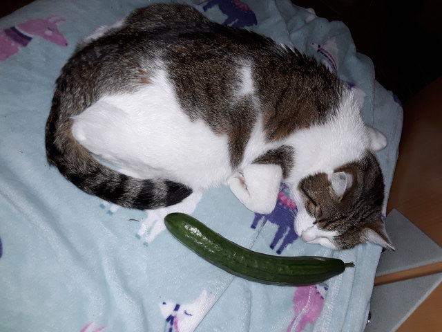 Lieber noch a Randl schlofn...