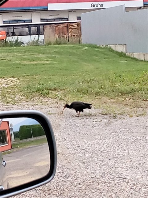 Auf einem Parkplatz mitten in Wolfsberg ging der Waldrapp aus dem Tierpark Rosegg Herfried Raneg in die Fotofalle | Foto: Herfried Raneg