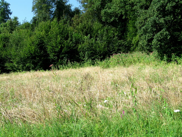 Reifes Feld | Foto: Susanne Niebler