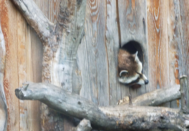 Waschbär
