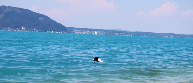 Bei dieser Hitze schwimm ich heute an`s andere Ufer nach Attersee/Kirche und geh vielleicht noch auf den Buchberg...:)))(*-*) Dieser kleine Hund hatte gestern viel Spaß im Wasser. Ein *Zufalls-Schnappschuss*. Er hatte kein Stöckchen im Schnauzerl, es ist ein See-Grashalm ......:))) Vollbildmodus