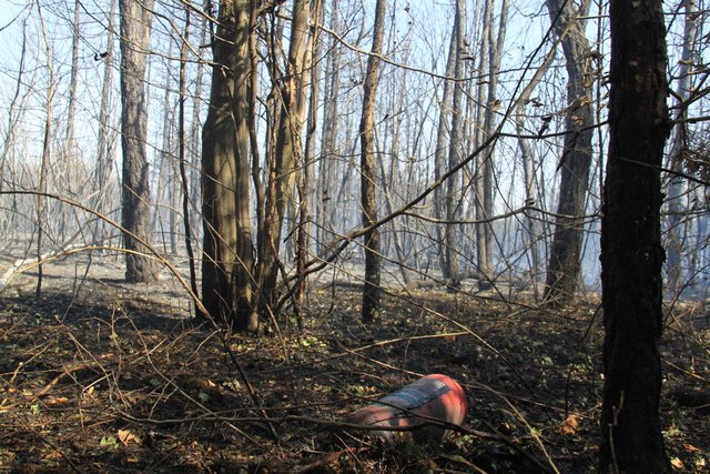 Diese Bilder sind vom Waldbrand in Brunn an der Schneebergbahn/Weikersdorf aus dem Jahr 2013.﻿ | Foto: Fotos: FF WN
