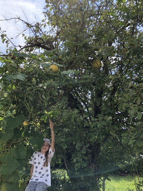 Eine besondere Laune der Natur - ein Baum dient Kürbissen sozusagen als Träger. Da staunt auch Sarah Zloklikovits aus Deutsch Schützen nicht schlecht. "Die Kürbispflanze hat sich am Baum hoch geschlingelt und in den Ästen dann ausgetrieben", so Fotograf Markus Wiesler. | Foto: Markus Wiesler
