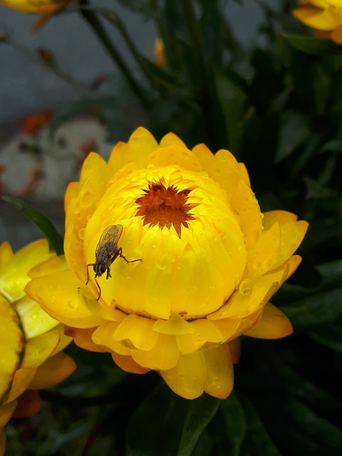 ... gönnt sich die Fliege mit einem Fussbad auf der regennassen Blüte