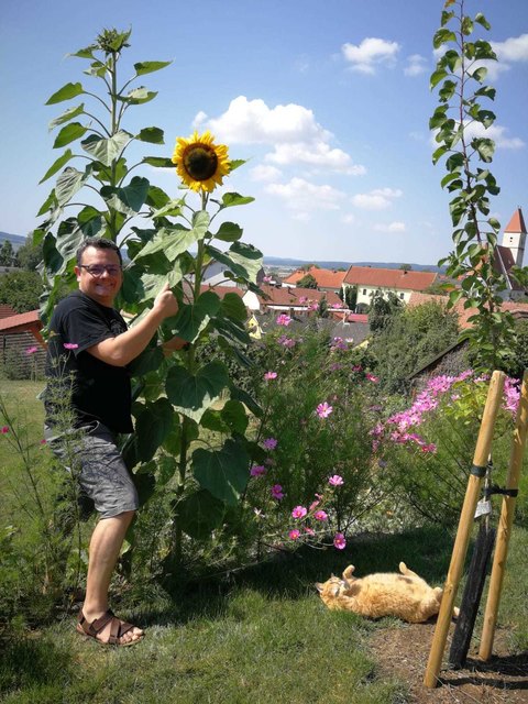 Garfield und Peter freuen sich über die riesigen Sonnenblumen im Garten in Unterwölbling | Foto: Sonja Hießberger
