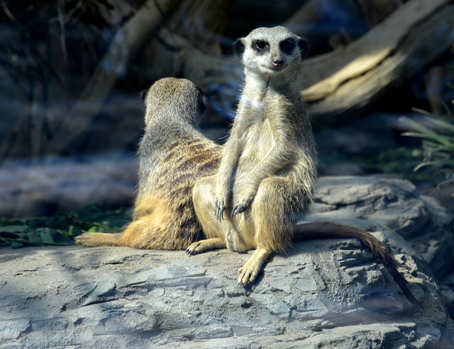 Hitzetipps: Viel trinken, leicht anziehen und essen, den Körper im Freibad, an einem See oder unter der Dusche erfrischen, im Schatten bleiben.