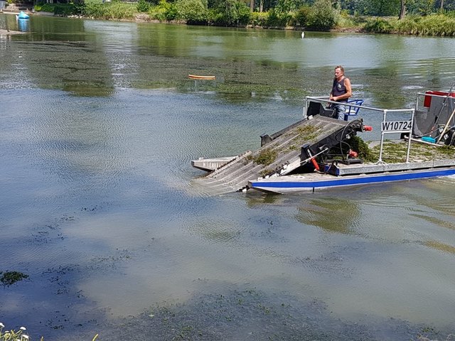 Das Mähboot ist im Altarm des Strandbads Klosterneuburg ein ungewöhnlicher Anblick. | Foto: Stadtgemeinde Klosterneuburg/Bäderverwaltung