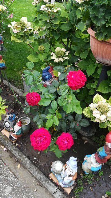 Neu heuer geschenkt bekommen die Opernball Rose