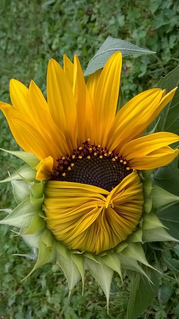 Sonne, Sonnenschein und Sonnenblume, Sommer .... Genieße deine Freiheit und gib deiner Seele Raum zum Atmen.                     Victor Levin