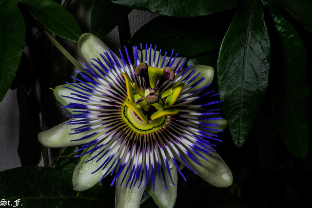 Passionsblume in unserem Garten mitten in der Nacht