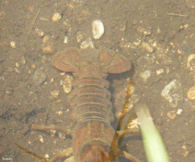 Krebs - gerade noch erwischt, deshalb ist die Qualität leider nicht so gut