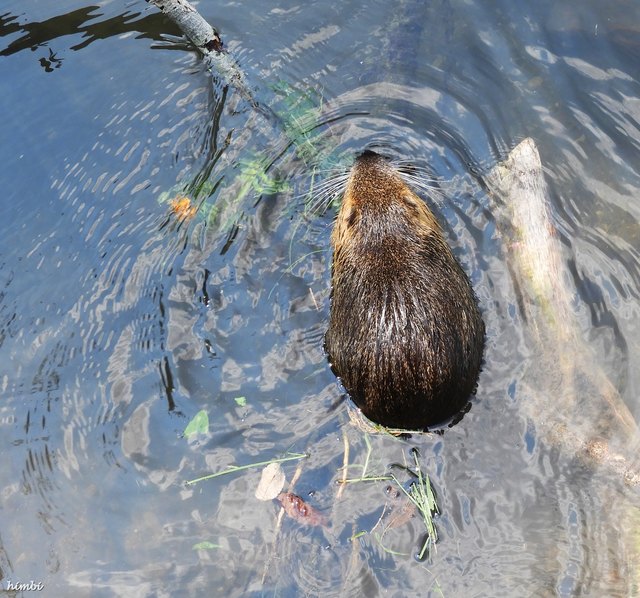 Nutria