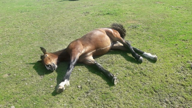die Hitze haut das stärkte Pferd um, wie hier am Dobratsch