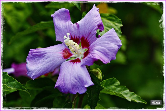 Der Garten-Hibiskus
Im Volksmund gerne Roseneibisch genannt, oder kurz Hibiskus, gehört mit fast 680 Arten zu den Malvengewächsen. Diese wunderschönen Ziersträucher  und haben ihren Ursprung in den Subtropen Chinas. Hibiskus ist nicht giftig!