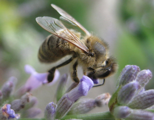 Äußerst beliebt ist für die Bienen   "Phaclia" (Bienenfreund) ist besonders nektarreich! Hier am Bild!