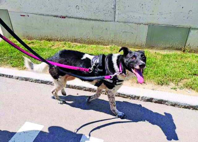 Die Mischlingshündin wurde tagelang jaulend nahe der S-Bahn beim Zentralfriedhof gesichtet. | Foto: Hunde-Such-Hilfe