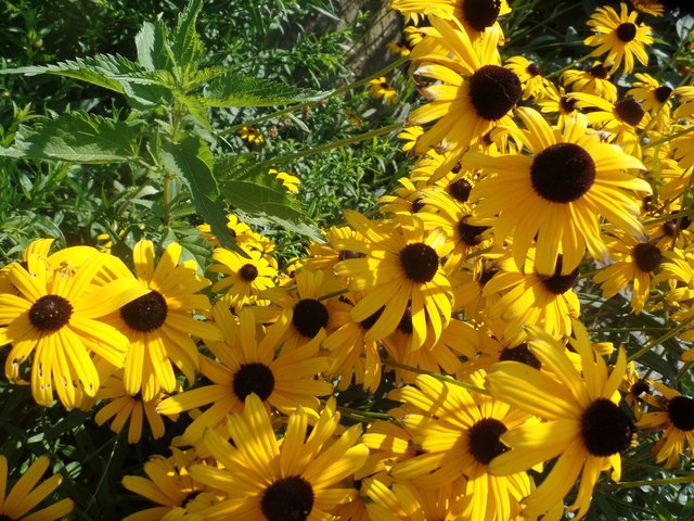 Brennnesseln zischen den Blumen: Dort können die Schmetterlinge die Eier ablegen und finden Futter für die Raupen.