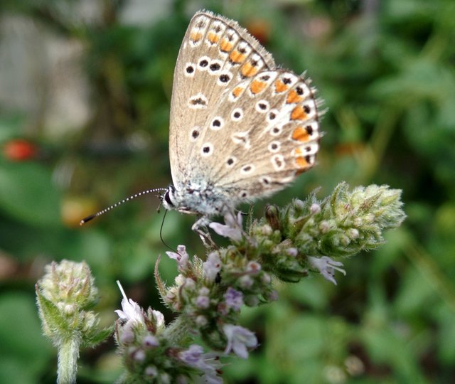 Geißklee- auch ARGUSBLÄULING genannt:Ameisen beschützen seine Raupen. Kräuter sind ein echtes Festmahl für Schmetterlinge. Hier auf der blühenden Minze im Hochbeet.