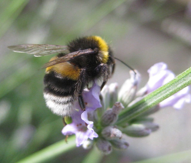 Die HUMMEL liebt auch den Lavendel.
