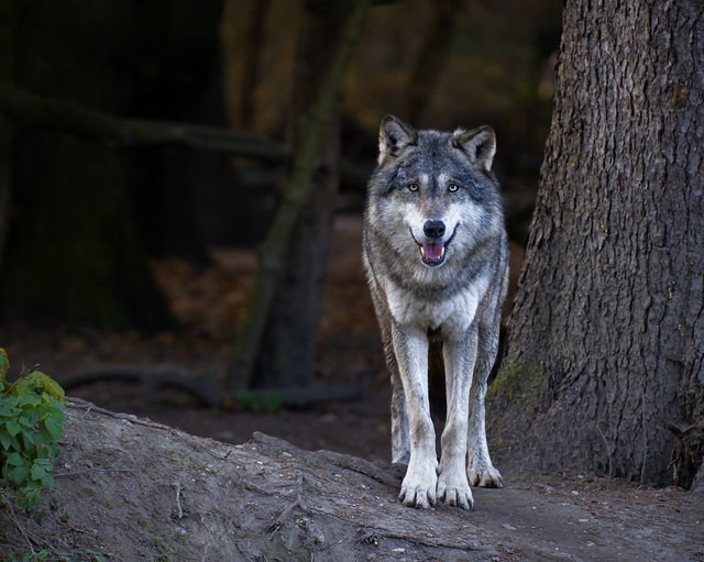 Symbolbild | Foto: Snooky/Panthermedia