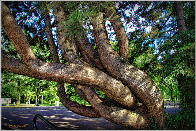 ...zeigt sich dieser Baum im Kurpark Oberlaa.