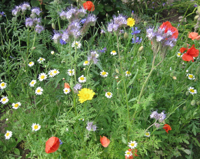 Habe im Garten zwar auch einen Rasen aber ein kleiner Streifen ist eine Blumenwiese. Die Aufnahme ist vom Mai!