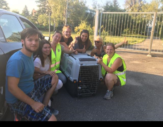 "Nesti" konnte in einer Transportbox gesichert und hat bei ihrer Pflegefamilie ein neues Zuhause gefunden. | Foto: Hunde-Such-Hilfe