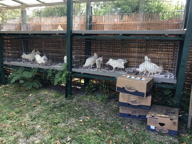 In Käfigen werden jeden Sonntag von 8 bis 11 Uhr Tiere zum Verkauf angeboten. Der VGT bezweifelt die artgerechte Haltung. | Foto: Schwenter