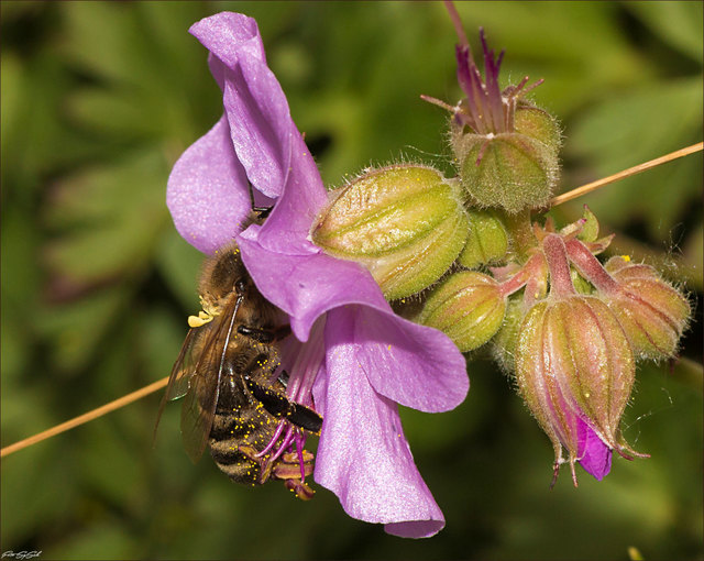 Wie jedes Jahr hat der eintrittspreispflichtige Alpengarten im Belvedere Anfang August seine Pforten für die Besucher geschlossen. Die wundervollen Insekten dürfen sich natürlich weiterhin an der Pflanzenvielfalt laben. Auf Wiedersehen Alpengarten bis zum nächsten Jahr!