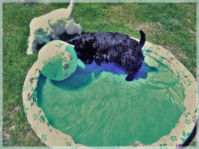 Hey Kumpel mein Ball!!