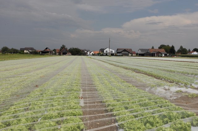 Dunkle Wolken und heranbrausende Gewitter können dem Salat im Grazer Feld jetzt nur mehr ganz selten etwas anhaben.