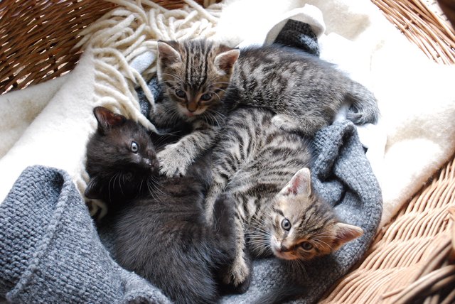 Katzchen Thema Auf Meinbezirk At