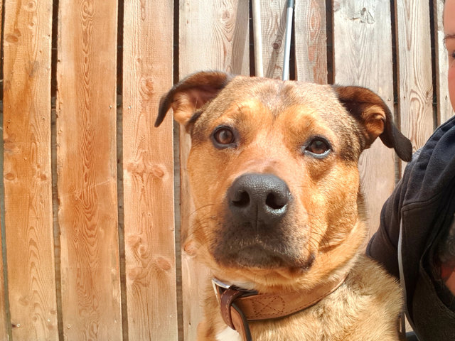 Der vierjährige Nero ist sehr liebenswert, braucht aber konsequente und erfahrene Hundebesitzer.