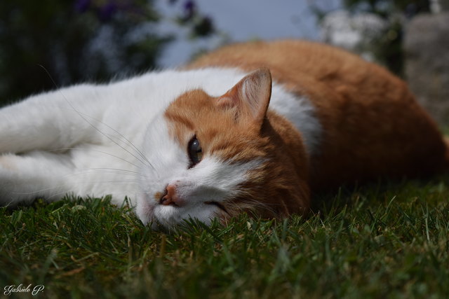 Unser Lou :) © Gabriele P.