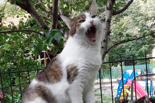 Für den Simmeringer Kater Sebastian ist jeden Tag ein guter Katzentag. | Foto: Susanne Ittner