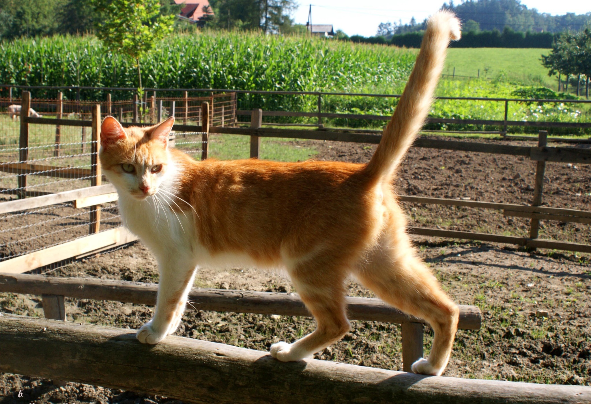 Katze am Bauernhof Deutschlandsberg