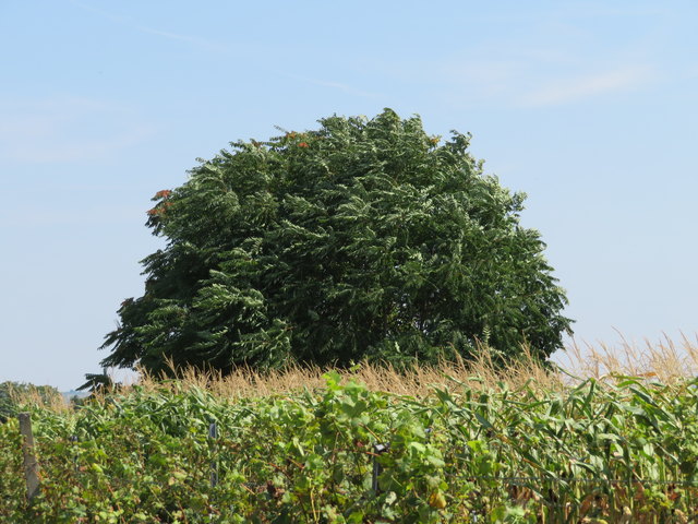 08.08.2018 Baum (Götterbaum ?) im Wind - am Weg zu den Zitzmannsdorfer Wiesen