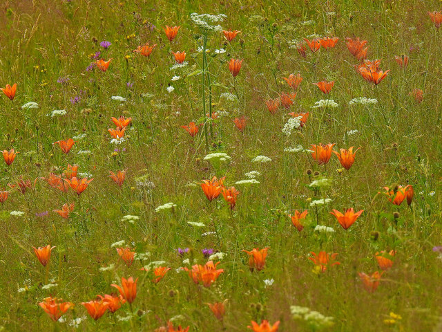 Gräser und Feuerlilien - Bild 1