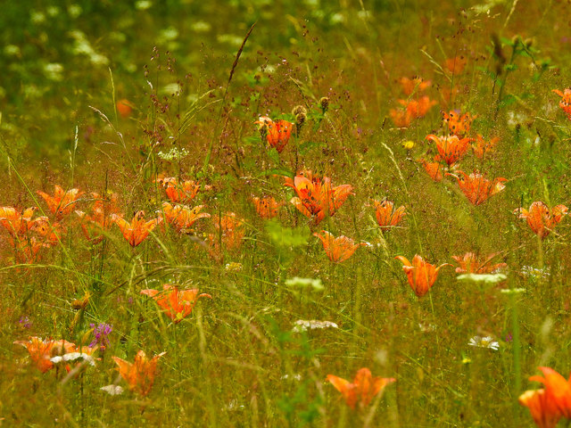 Gräser und Feuerlilien - Bild 2