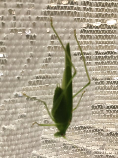 Dieser Heuhüpfer schaute auf einen Sprung vorbei.