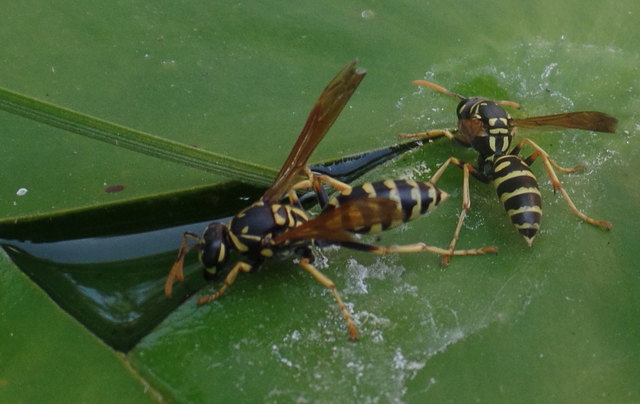 Die Wespen sitzen auf den Seerosenblätter und holen sich die Wassertropfen vom Biotop!