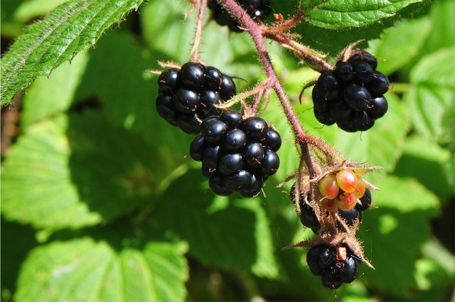 Für Brombeeren war heuer wohl das ideale Klima. Heiß und doch immer wieder etwas Feuchtigkeit. Es gibt sie jetzt im Überfluss - und sie eignen sich so ausgezeichnet für Marmelade. Beim Sammeln sollte man aber doch darauf achten, dass mehr ins "Töpfchen" als ins "Kröpfchen" kommen. Sonst wird es langweilig!