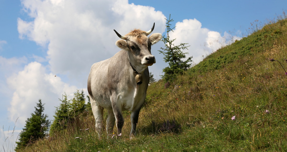 Gottfried Maierhofer aus Pinzgau meinbezirk.at Tief in der Wildnis, da fühl ich mich wohl“ | Nachrichten.at