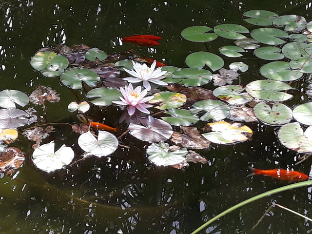 die Seerosen bewundern, die Fische beim schwimmen zusehen, das kühle Nass genießen,einfach herrlich.... es ist Sommer
