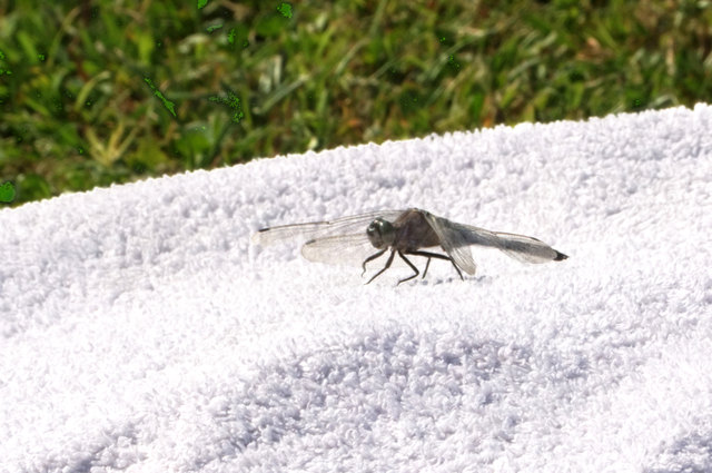 Die Libelle hat sich am Handtuch niedergelassen