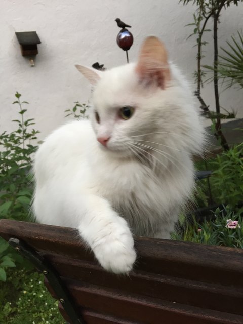 Luzie wird seit 31.5. in Unterretzbach vermisst. Foto: Privat