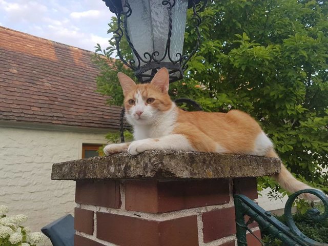Toffee kam 4 Stunden nach der Verteilung der Flyer zurück. Foto: Privat