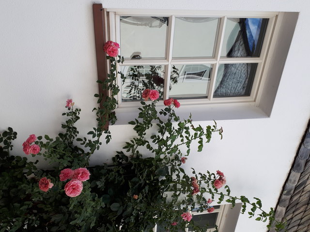 ... genießt man,wenn man aus diesem Fenster schaut. Der Blick von außen ist aber auch schön blumig...