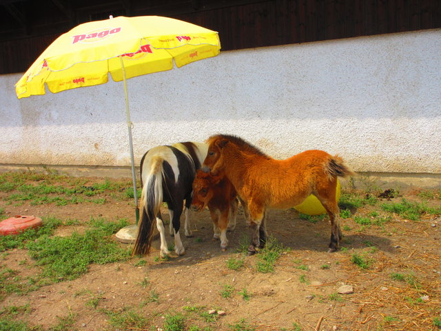 Heiß ist es in Warmbad Villach. Die Ponyfamilie sucht Schutz im Schatten eines Sonnenschirmes.