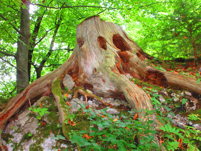 Wer wohnt wohl Alles in diesem Baumstumpf bei der Ruine Federaun?